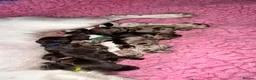 Toy Poodle dogs for stud: Brown Merle Poodle health tested - Advert 25