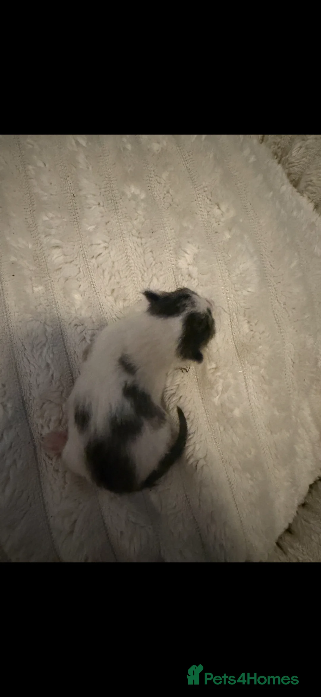 Mixed Breed cats for sale: One female kitten looking for her forever home  - Advert 2