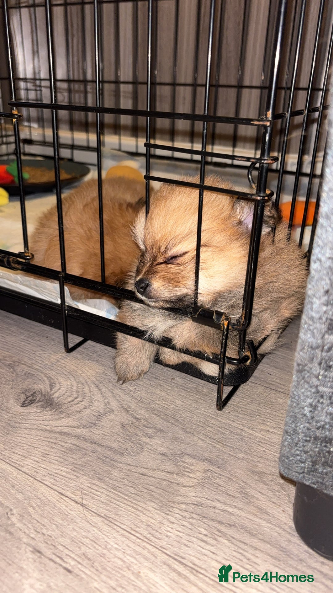 Pomeranian dogs for sale: Pomeranian puppies - Advert 16