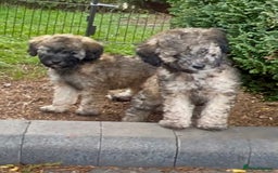 Miniature Poodle dogs for sale: Home Bred pups, extensively Health tested - Image 7