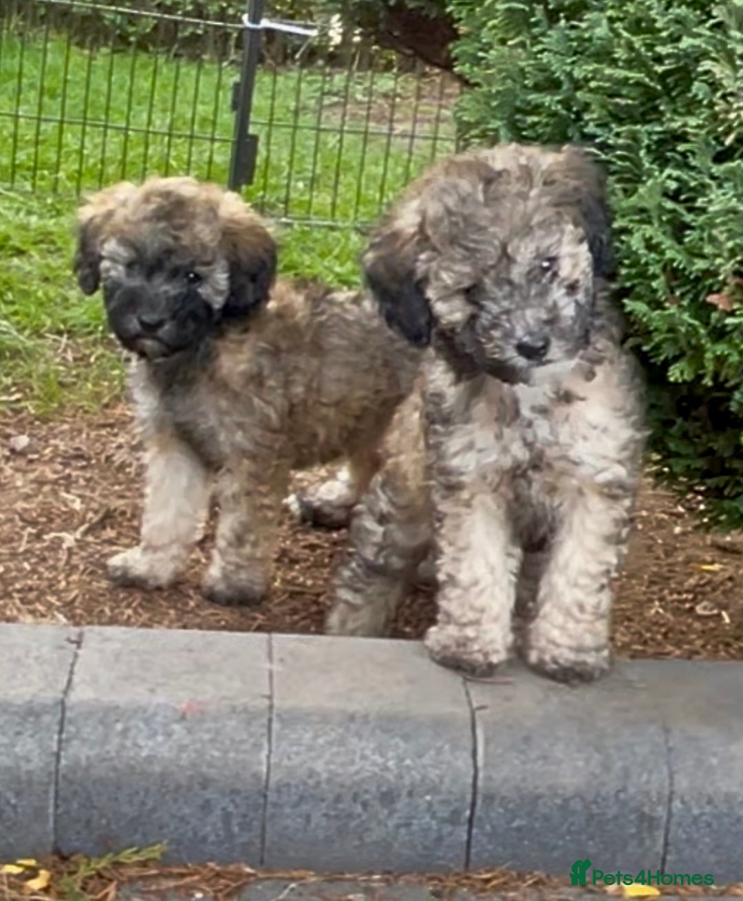 Miniature Poodle dogs for sale: Home Bred pups, extensively Health tested - Image 7