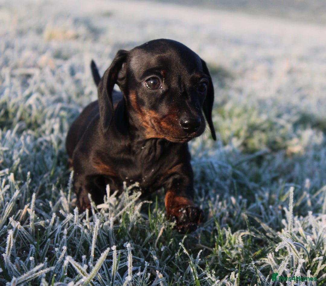 Miniature Dachshund dogs for sale: Stunning Miniature Dachshund Puppies - Advert 20