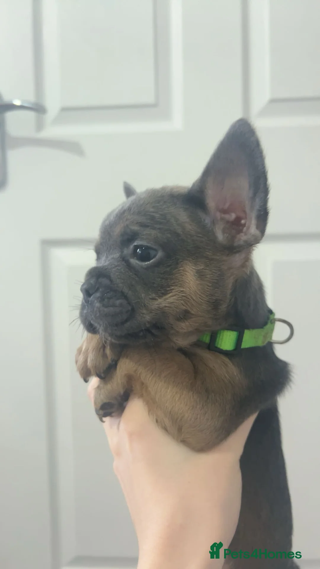 French Bulldog dogs for sale: FLUFFY PINK ISABELLA BLUE TAN KC REGISTERED  - Advert 8