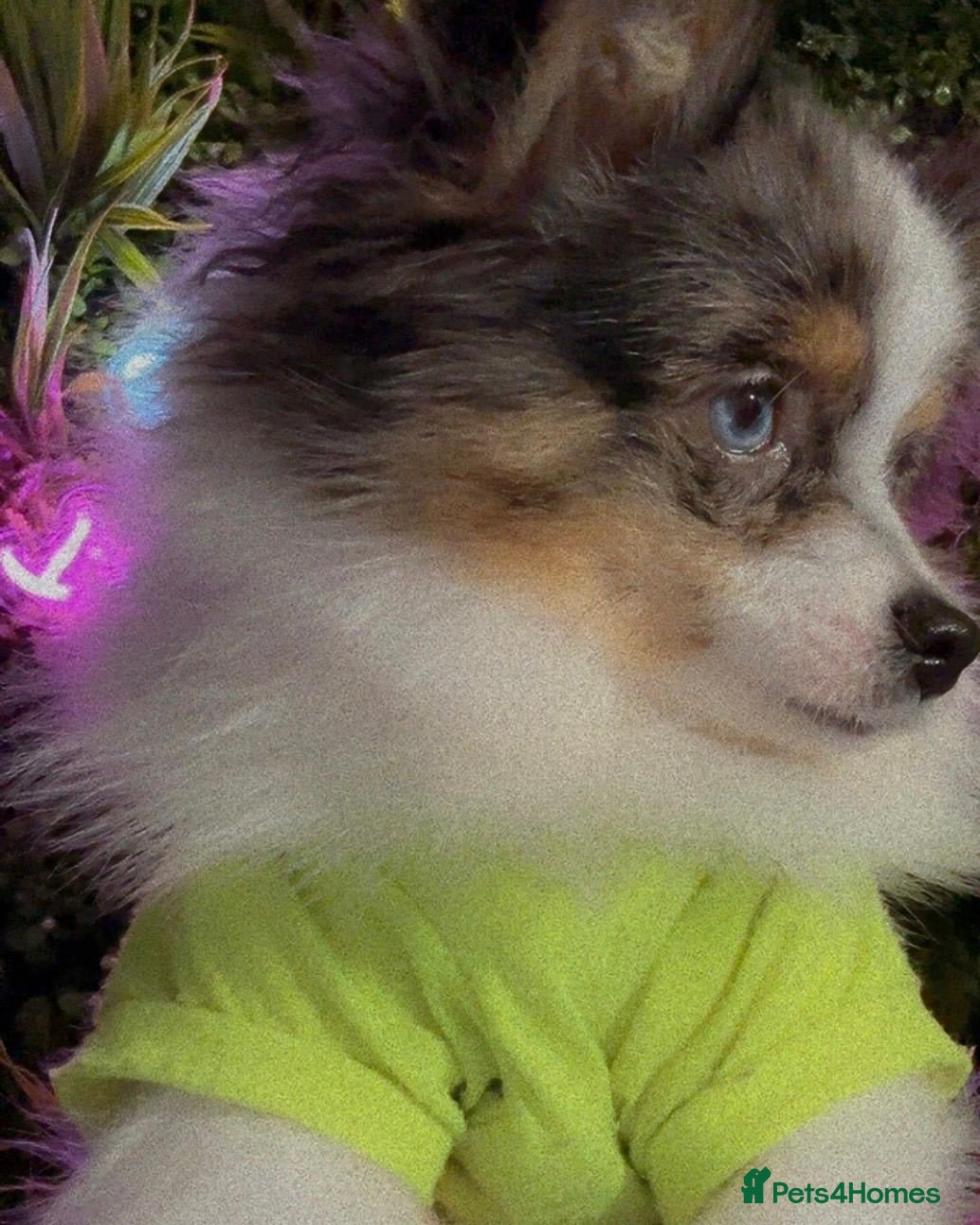 Pomeranian dogs 💙✨BLUE EYES Poms 🐶👀 EXPERIENCED STUDS👀👑🏆 in Bedford - Advert 19