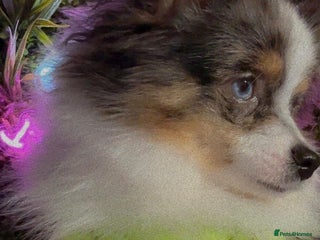 Pomeranian dogs 💙✨BLUE EYES Poms 🐶👀 EXPERIENCED STUDS👀👑🏆 in Bedford - Advert 11