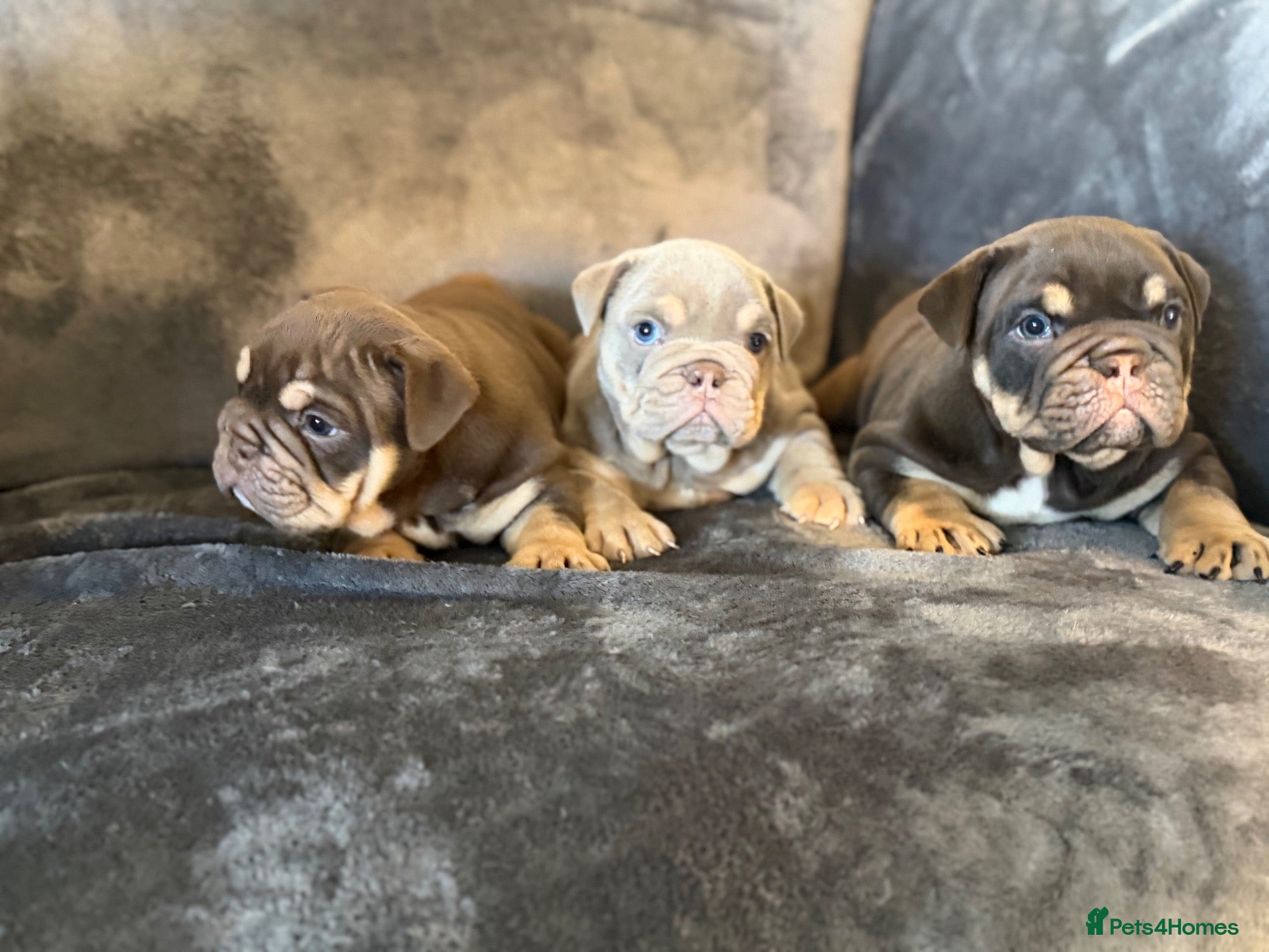 English Bulldog dogs Stunning English Bulldog Puppies 💖 - Advert 1