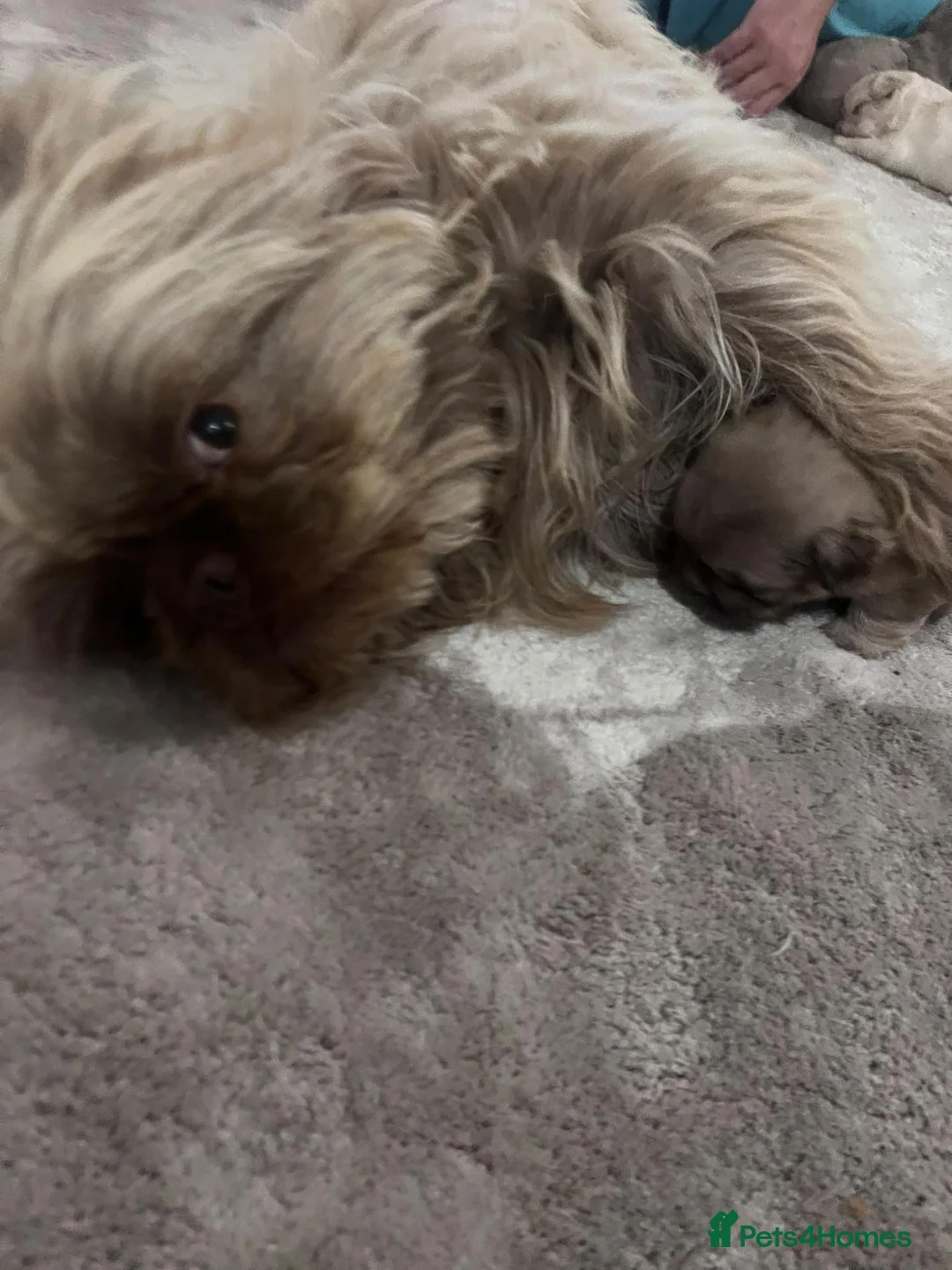 French Bulldog dogs for sale: Beautiful Fluffy French Bulldog 💕 - Advert 7