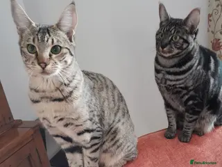 Savannah cats TICA Reg, F5 Pedigree Girl Kitten - Advert 4