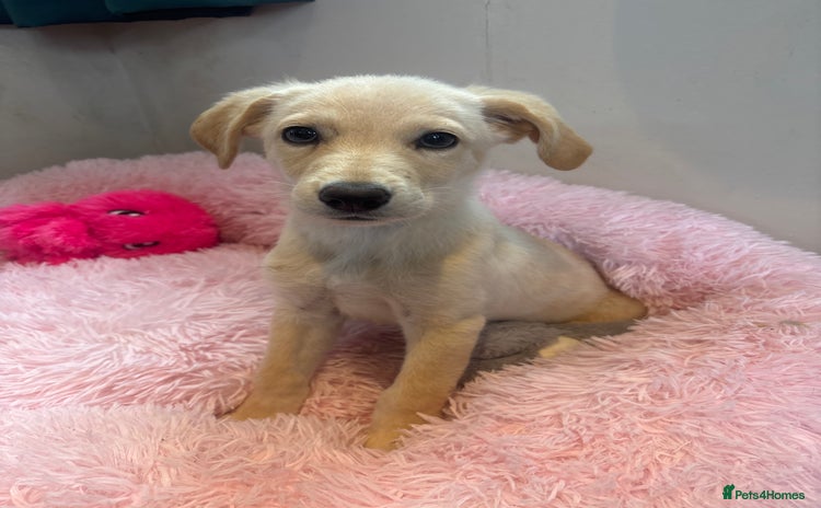 Mixed Breed dogs - Advert 2