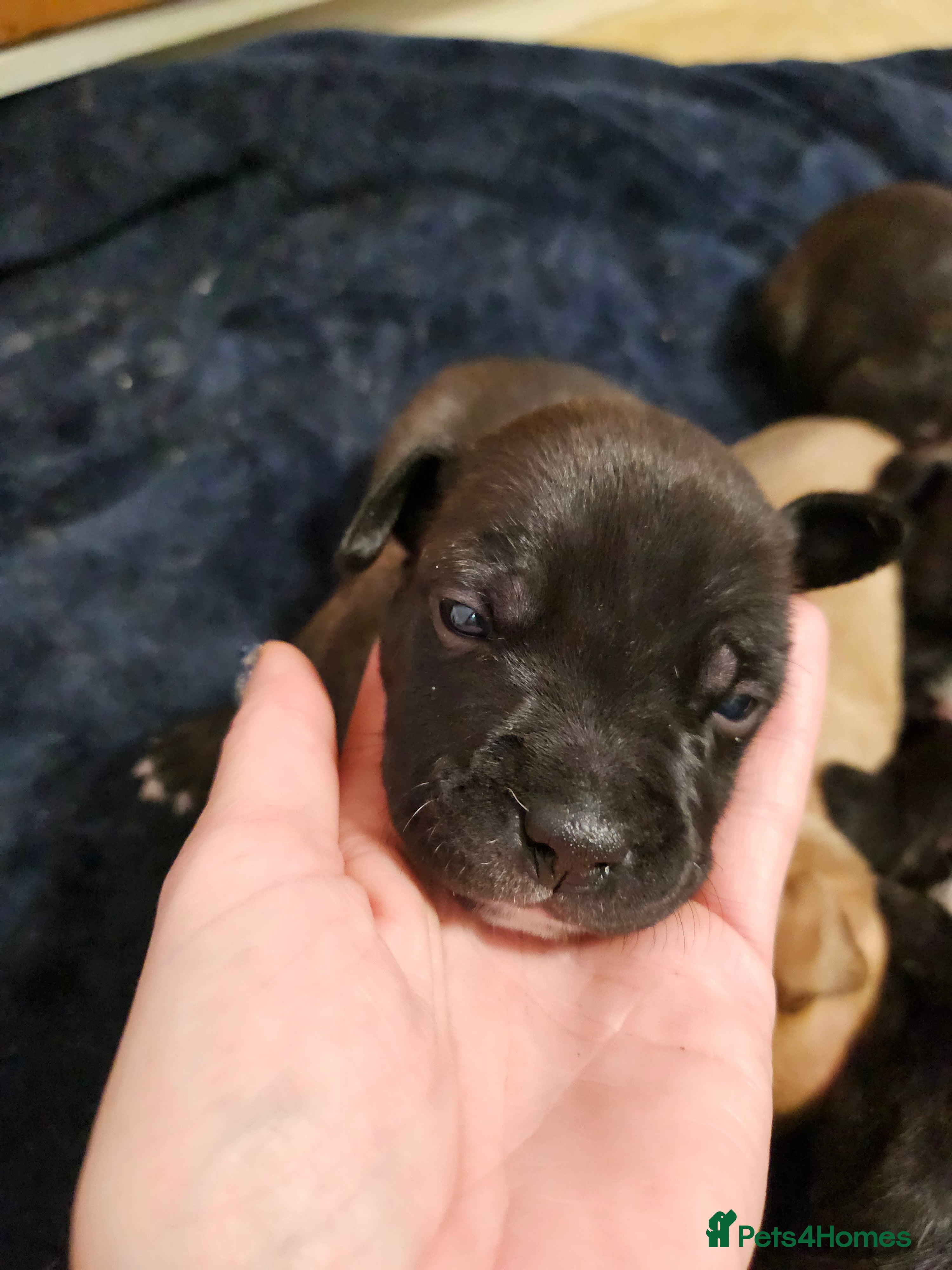 Staffordshire Bull Terrier dogs Staffy puppies - Advert 14