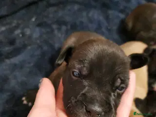 Staffordshire Bull Terrier dogs Staffy puppies - Advert 14