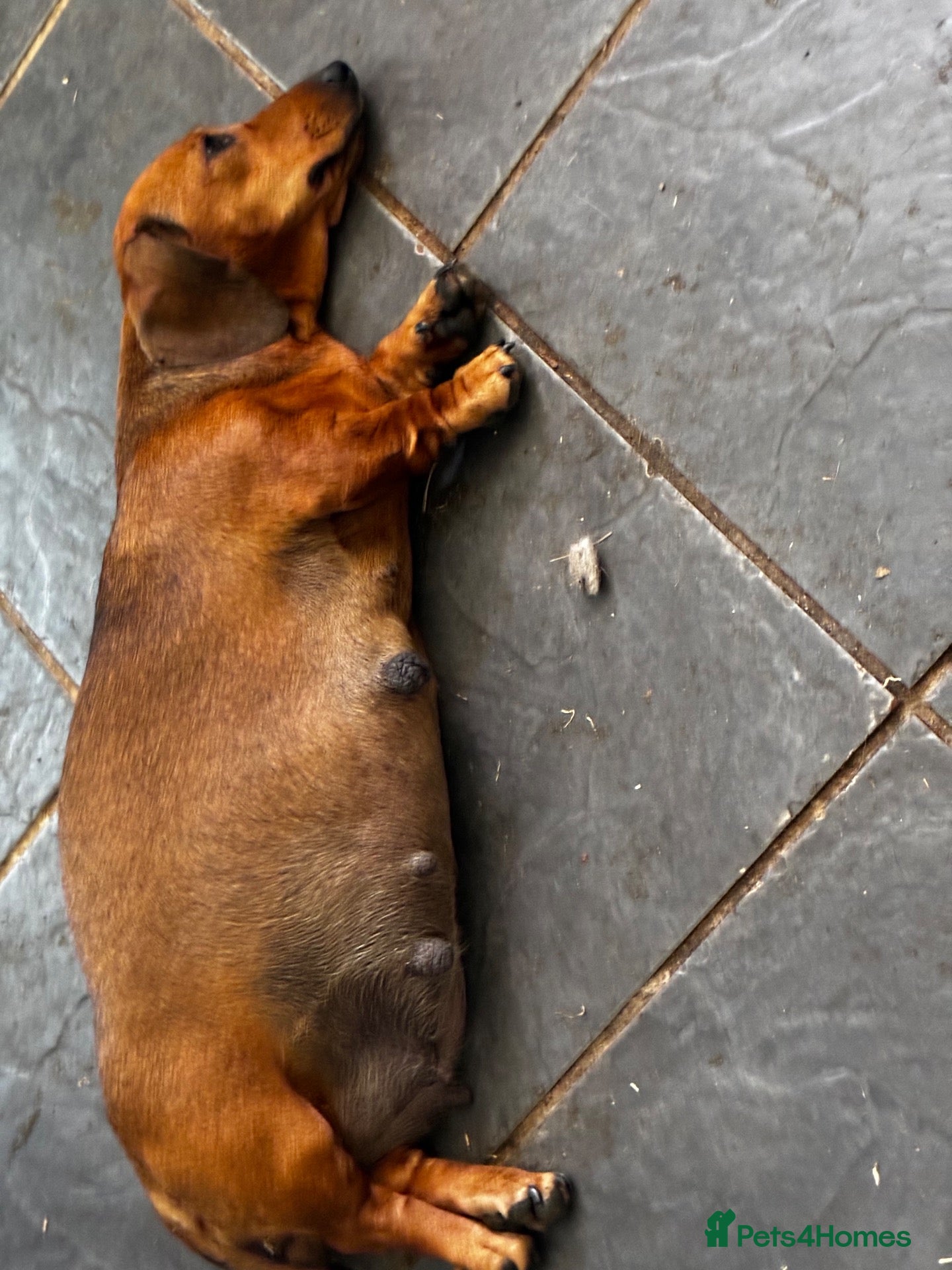Miniature Dachshund dogs Red brindle miniature smooth dachshunds  - Advert 1