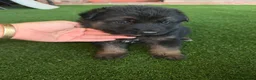 German Shepherd dogs for sale: German shepherd pups - Advert 3