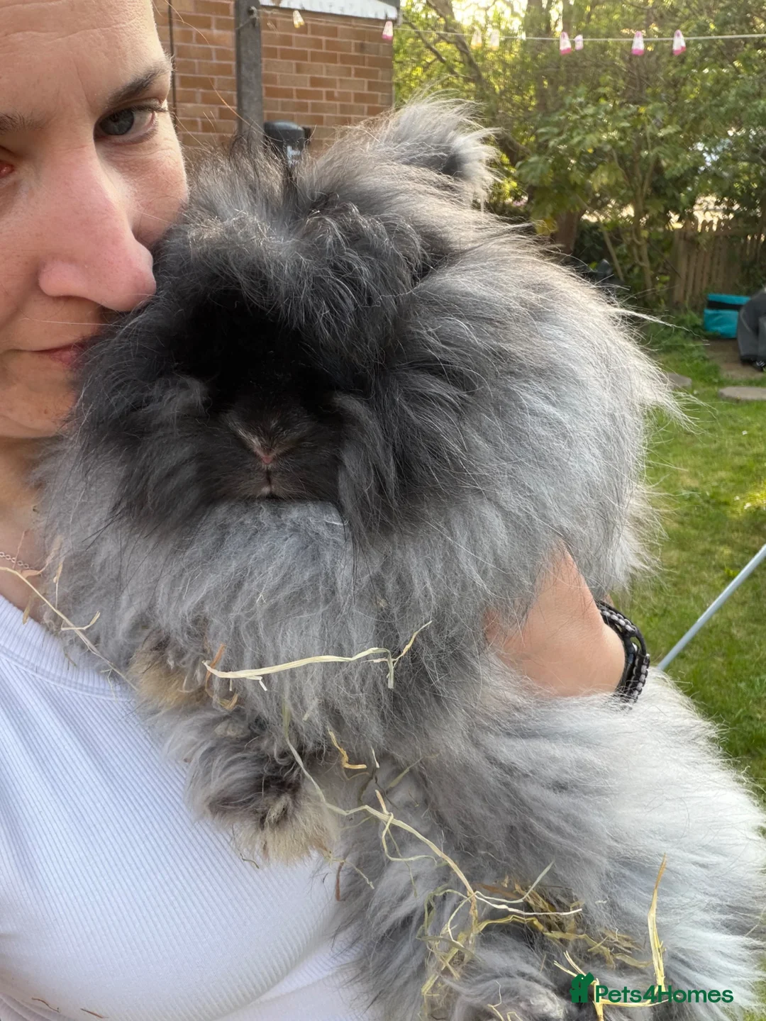 Angora rabbits for sale: Beautiful Angora Babies ready this week - Advert 14