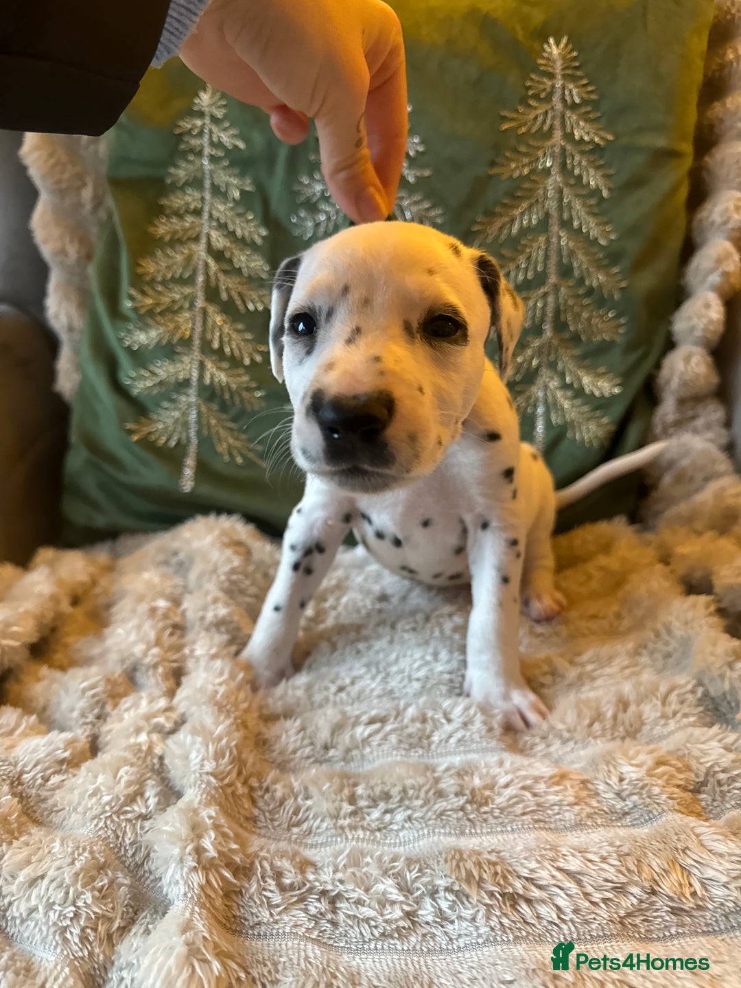 Dalmatian dogs for sale: PEDIGREE Dalmatian Puppies ready NOW - Advert 13
