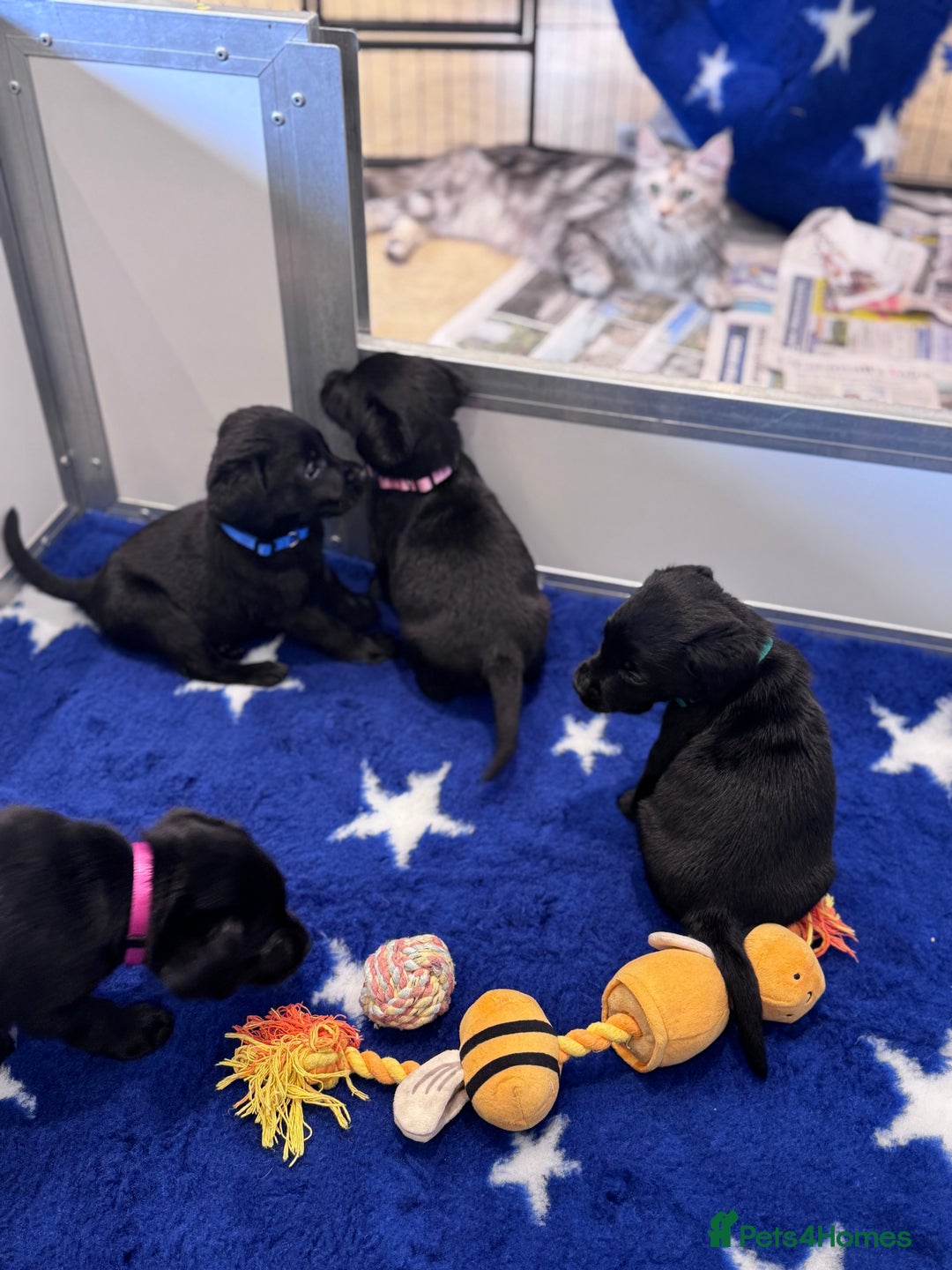 Labrador Retriever dogs for sale: Gorgeous KC Registered Labrador Retriever Puppies - Image 16