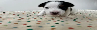 Jack Russell 4