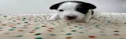 Jack Russell dogs for sale: Miniature Jack Russell’s looking for new homes  - Advert 14