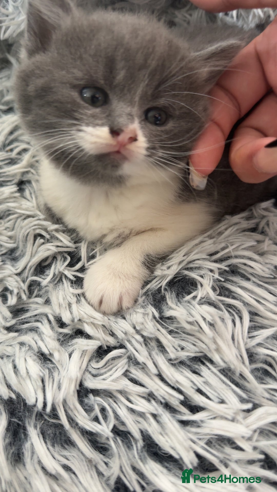 British Shorthair cats for sale: 4 beautiful British short hair kittens  - Image 3