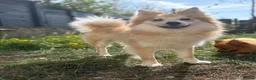 Pomeranian dogs for stud: Pomeranian for STUD  - Advert 1