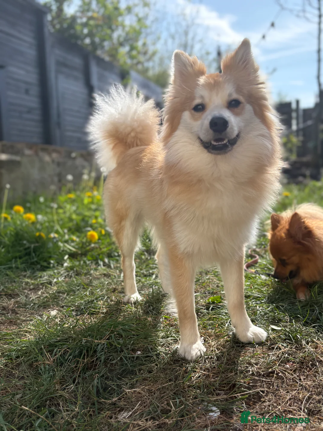 Pomeranian dogs for stud: Pomeranian for STUD  - Advert 1