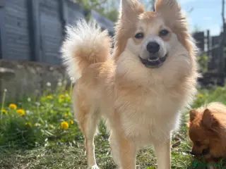 Pomeranian dogs Pomeranian for STUD - Advert 19