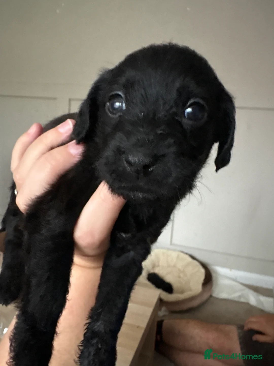 Mixed Breed dogs for sale: Beautiful Patterjack × Miniature Cockapoo Puppies - Advert 2