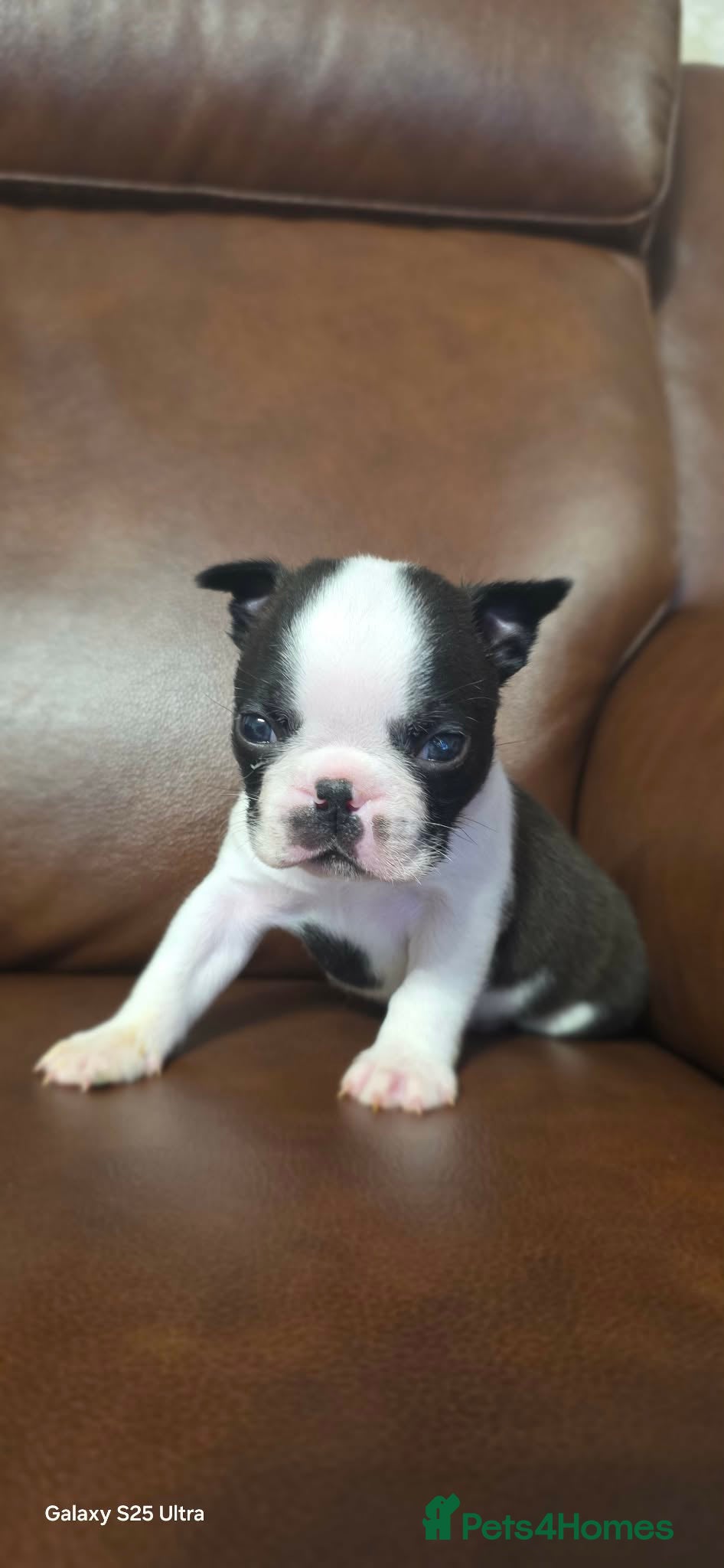 Boston Terrier dogs WILDAX KC REGISTERED PUPPIES - Advert 1
