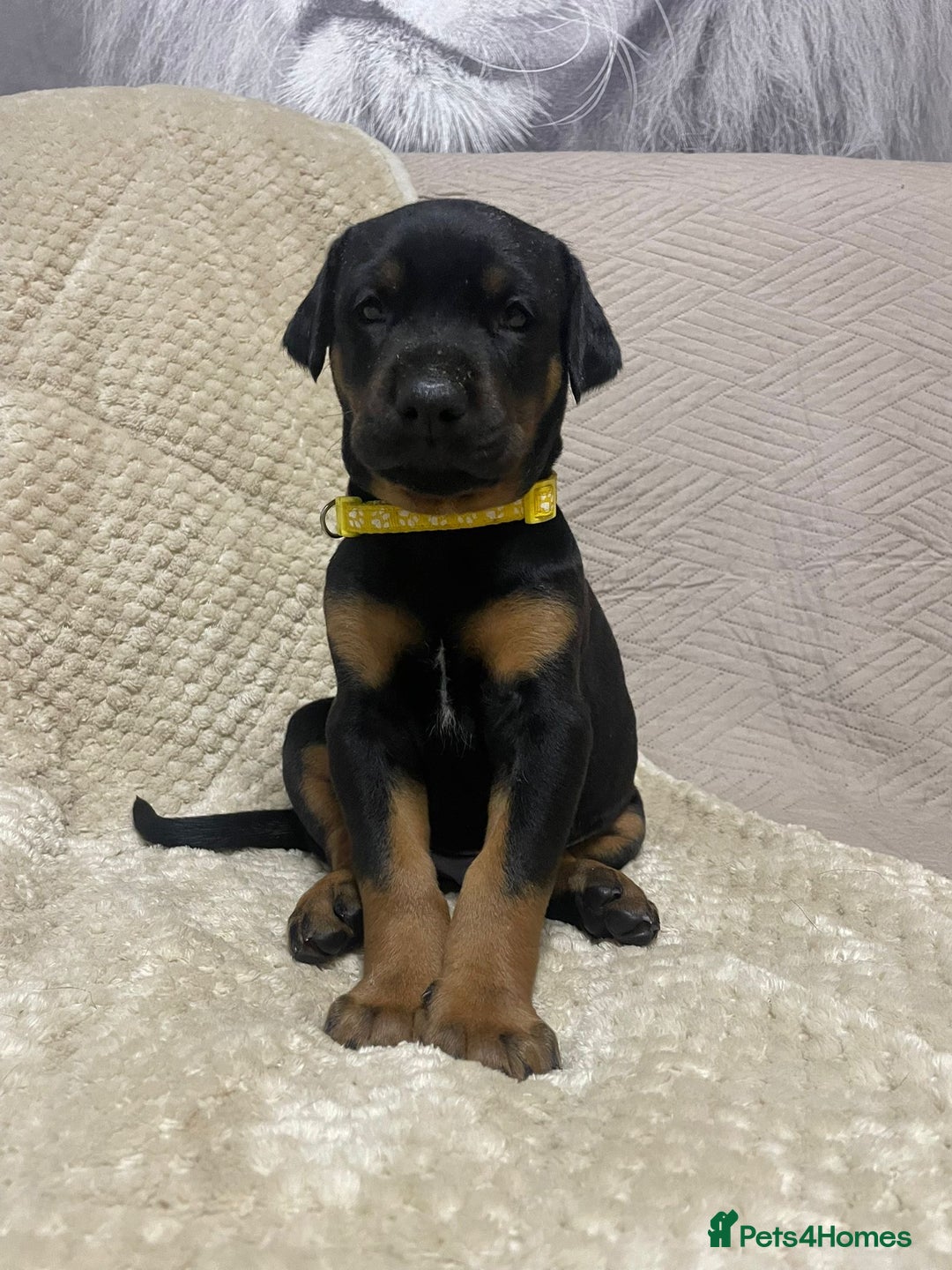 Dobermann dogs for sale: F1b Working dobermanns  - Image 12