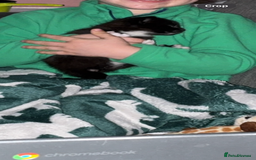 Mixed Breed cats for sale: rehoming Asap mother and 2 kittens - Image 3