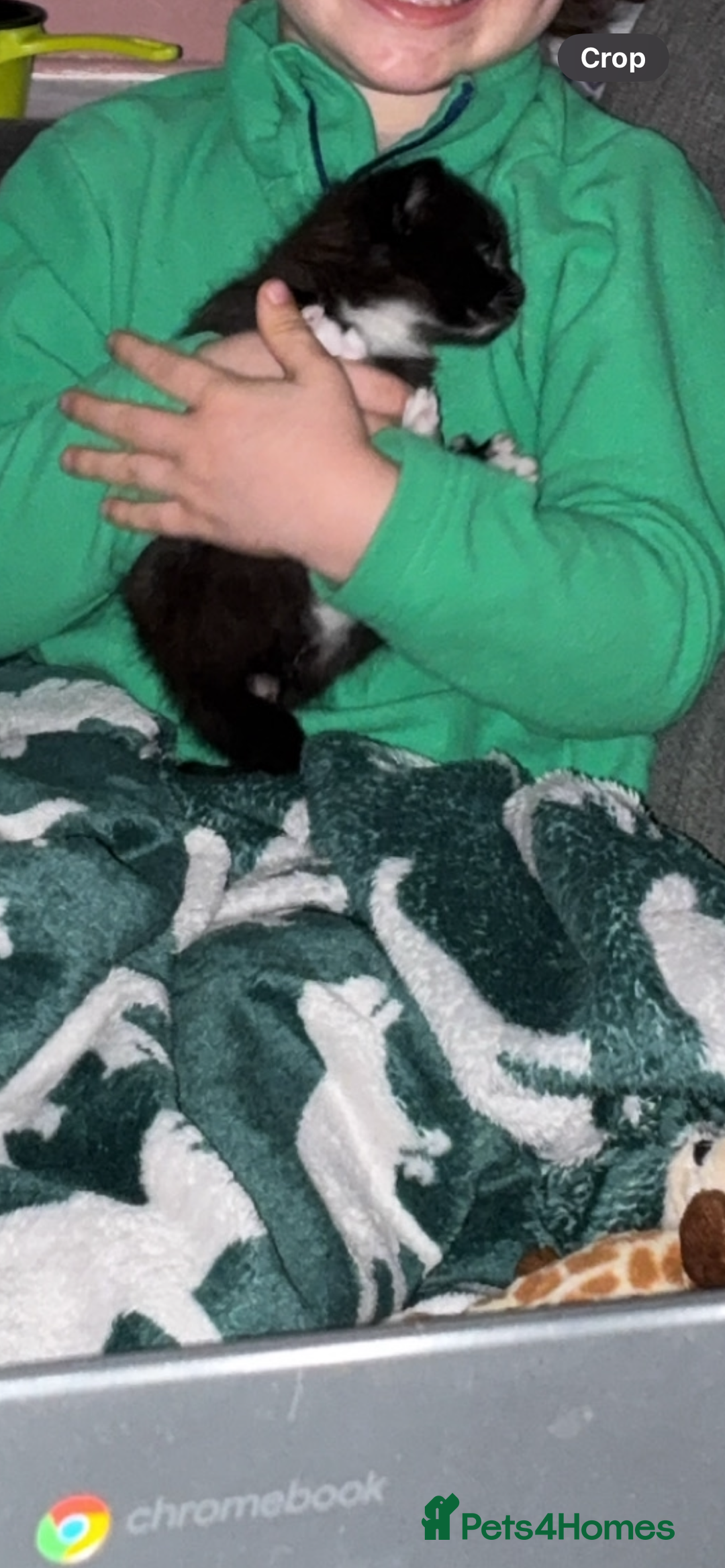 Mixed Breed cats for sale: rehoming Asap mother and 2 kittens - Image 3