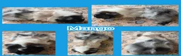 Guinea Pig rodents for sale: Baby Skinny and Furry Boy Guinea Pigs - Advert 3