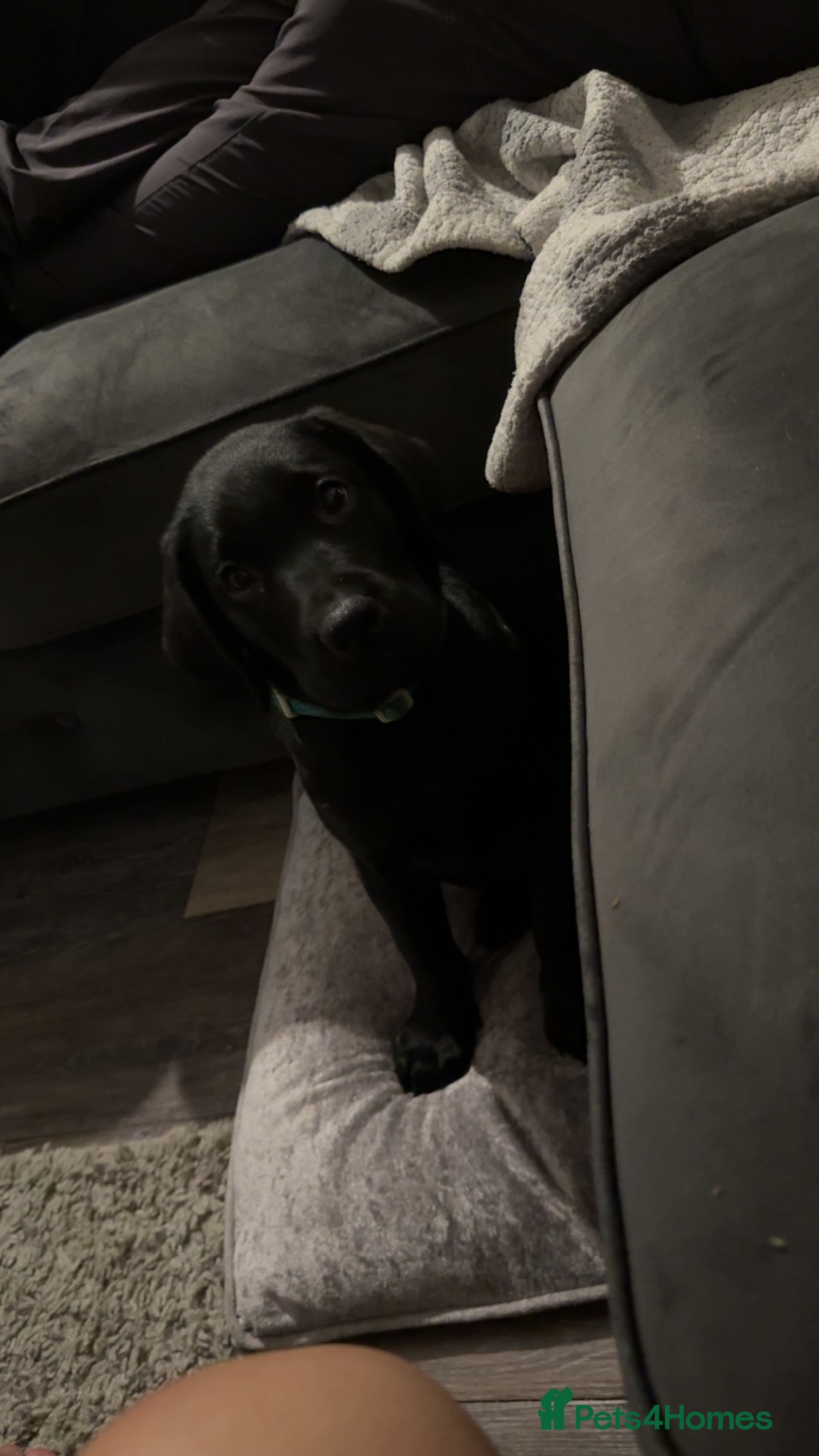 Labrador Retriever dogs labour retriever puppy  - Advert 7