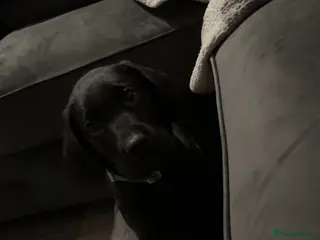 Labrador Retriever dogs labour retriever puppy - Advert 4