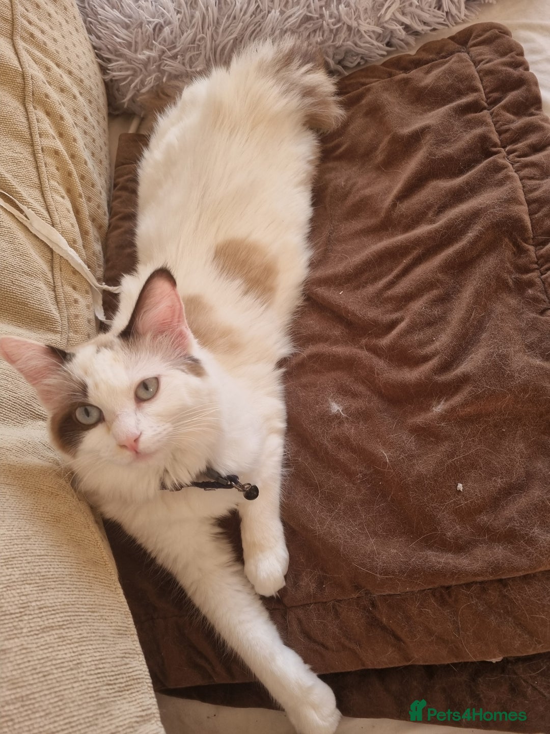 Ragdoll cats for sale: Bicolour ragdoll girls  - Advert 11