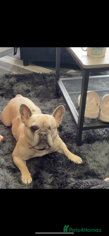 French Bulldog dogs - Advert 1