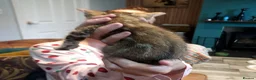 Mixed Breed cats for sale: Gingal kitte s x 5 - Advert 4