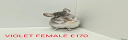 Chinchilla rodents for sale: TAME&FRIENDLY BABIES CHINCHILLA MIX COLOUR&GENDER  - Advert 6