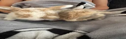 Mini Lop rabbits for sale: Baby mini lop rabbits in Nottingham - Advert 7
