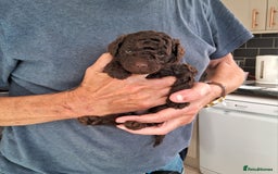 Toy Poodle dogs for sale: Toy Poodle Puppies in Norfolk - Image 1