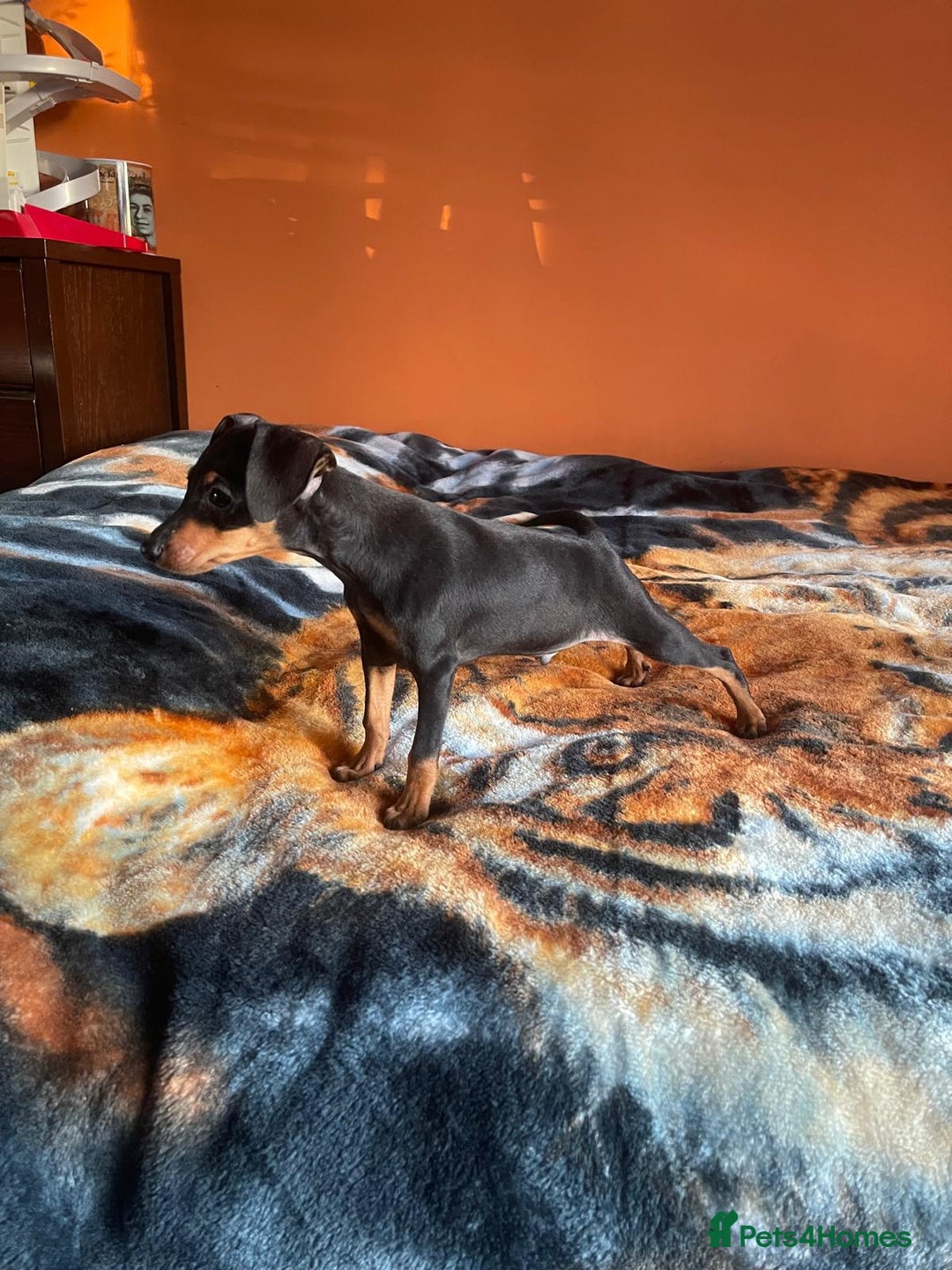 Miniature Pinscher dogs for sale: Beautiful Miniature Pinscher . - Advert 19