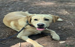 Labrador Retriever dogs for sale: Chase  - Image 2