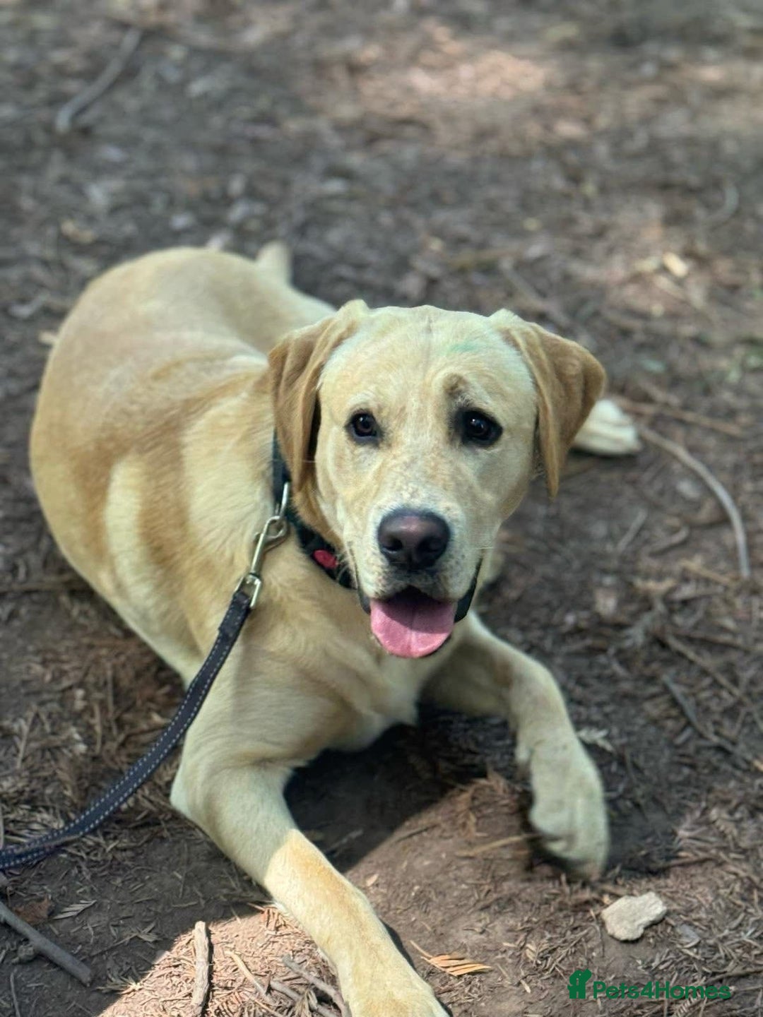 Labrador Retriever dogs for sale: Chase  - Image 2