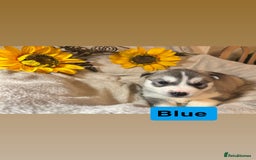 Utonagan dogs for sale: 8 Huskey malamutes  - Image 13