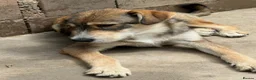 Mixed Breed dogs for adoption: Robin is ready for a home! in Brighton - Advert 5