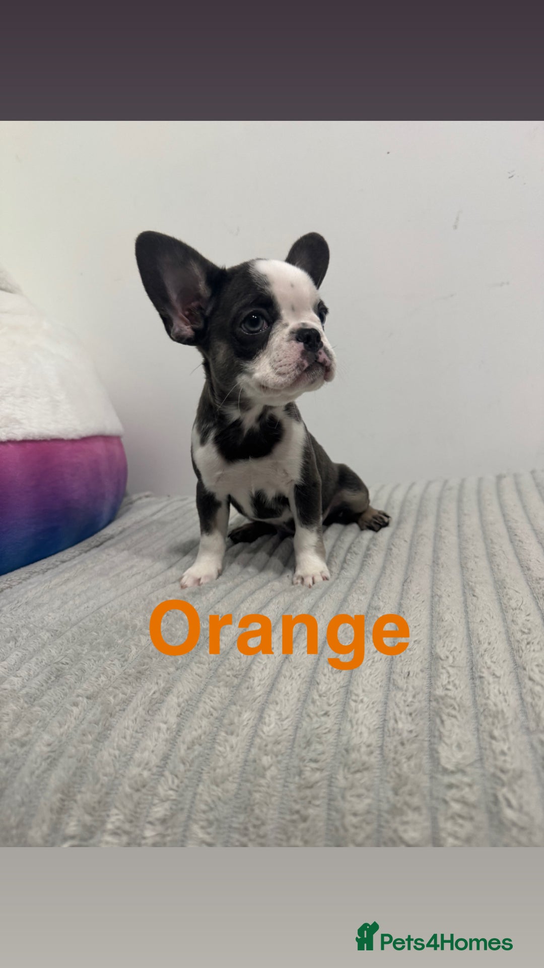 French Bulldog dogs for sale: French bulldog puppies  - Advert 4