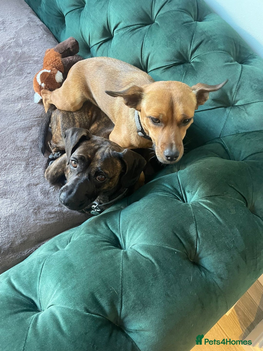 Mixed Breed dogs for adoption: Lovely little Masni wants her home - Advert 2