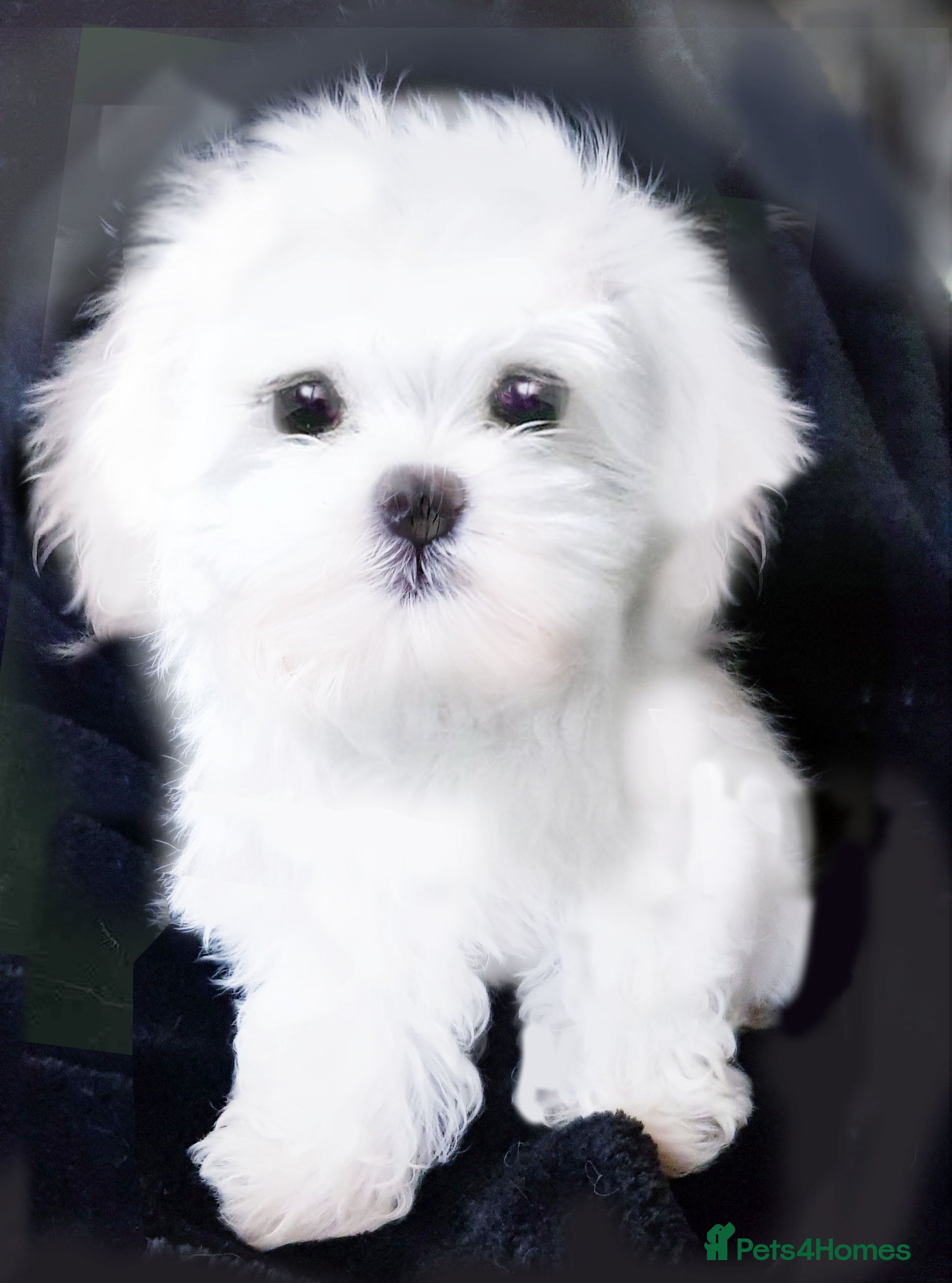 Maltese dogs KC Registered Maltese Puppies - Advert 2