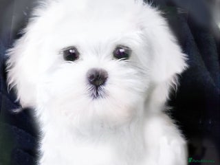 Maltese dogs KC Registered Maltese Puppies - Advert 1