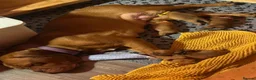 Dogue De Bordeaux dogs for sale: Beautiful Dogue-De-Bordauex Puppies For Sale - Advert 15